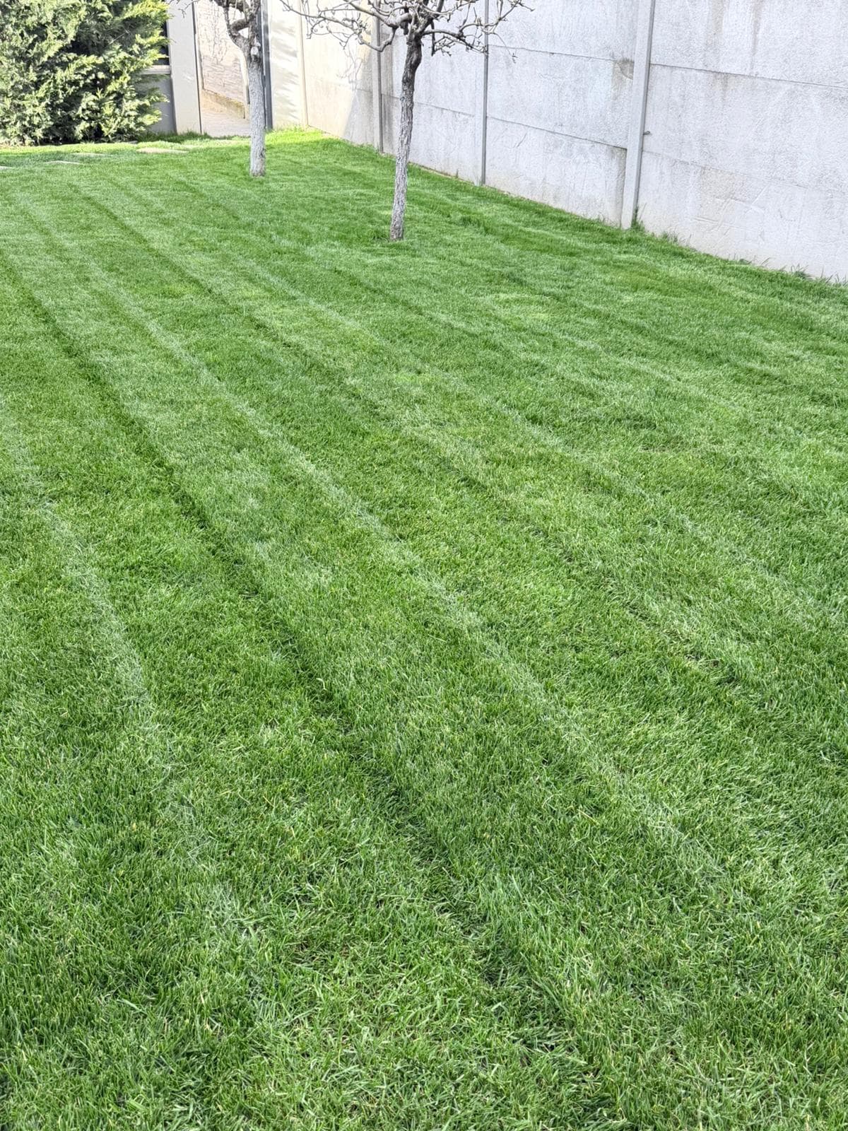 Scarificare & Aerisire