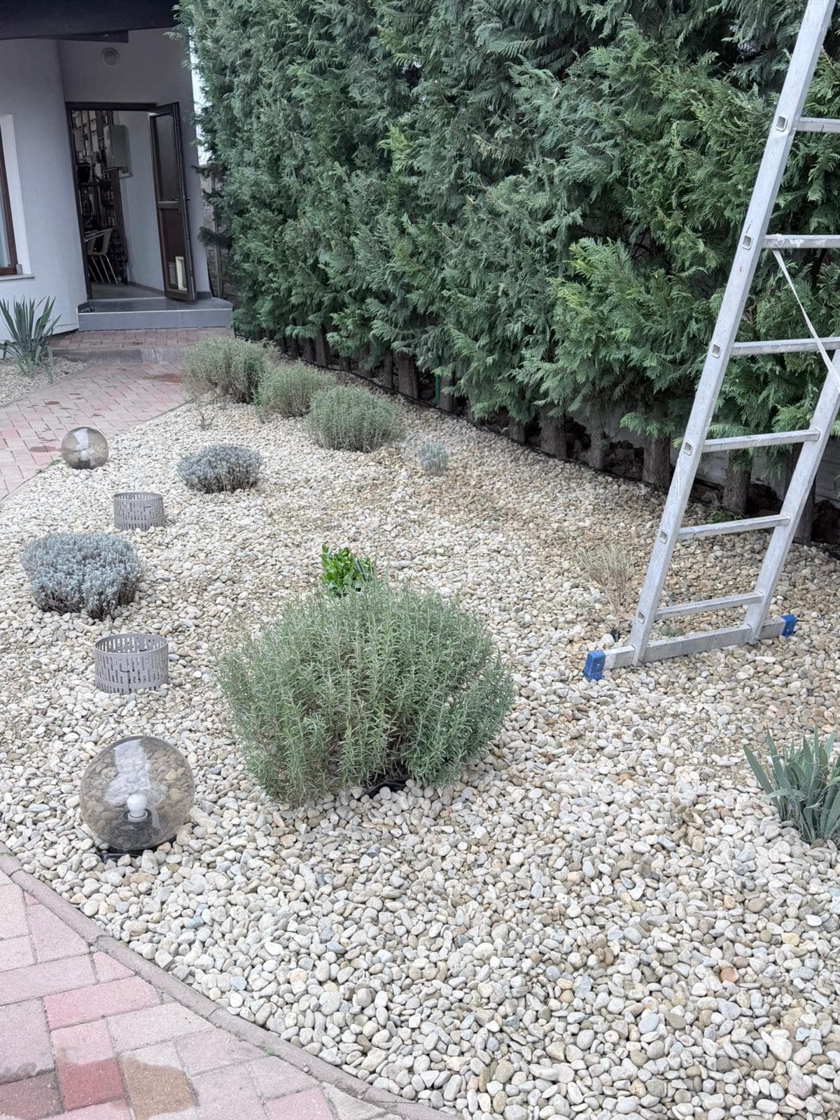 Plantări Profesionale