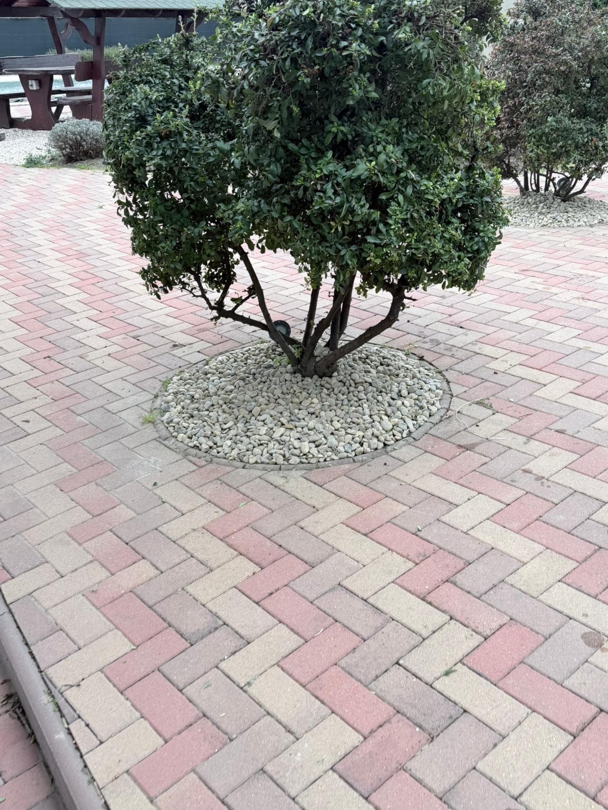 Toaletare Pomi & Arbuști